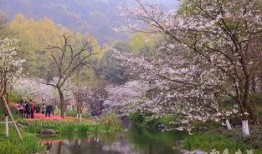 杭州樱花爆料最新消息,最新赏花攻略及热门景点盘点